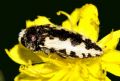 Acmaeodera pilosellae